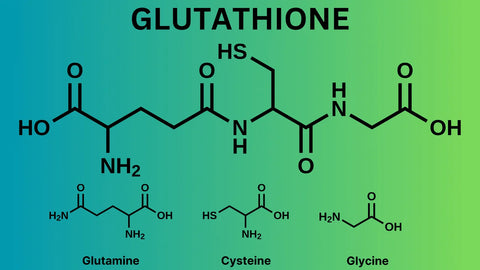 glutathione sequence Amino acid sequence alignment of glutathione peroxidases of the GPx4 main image 0
